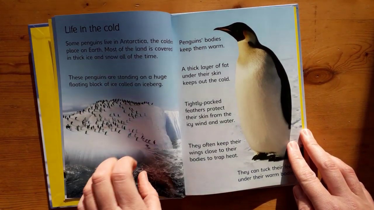 Usborne Beginners: Penguins (4+)