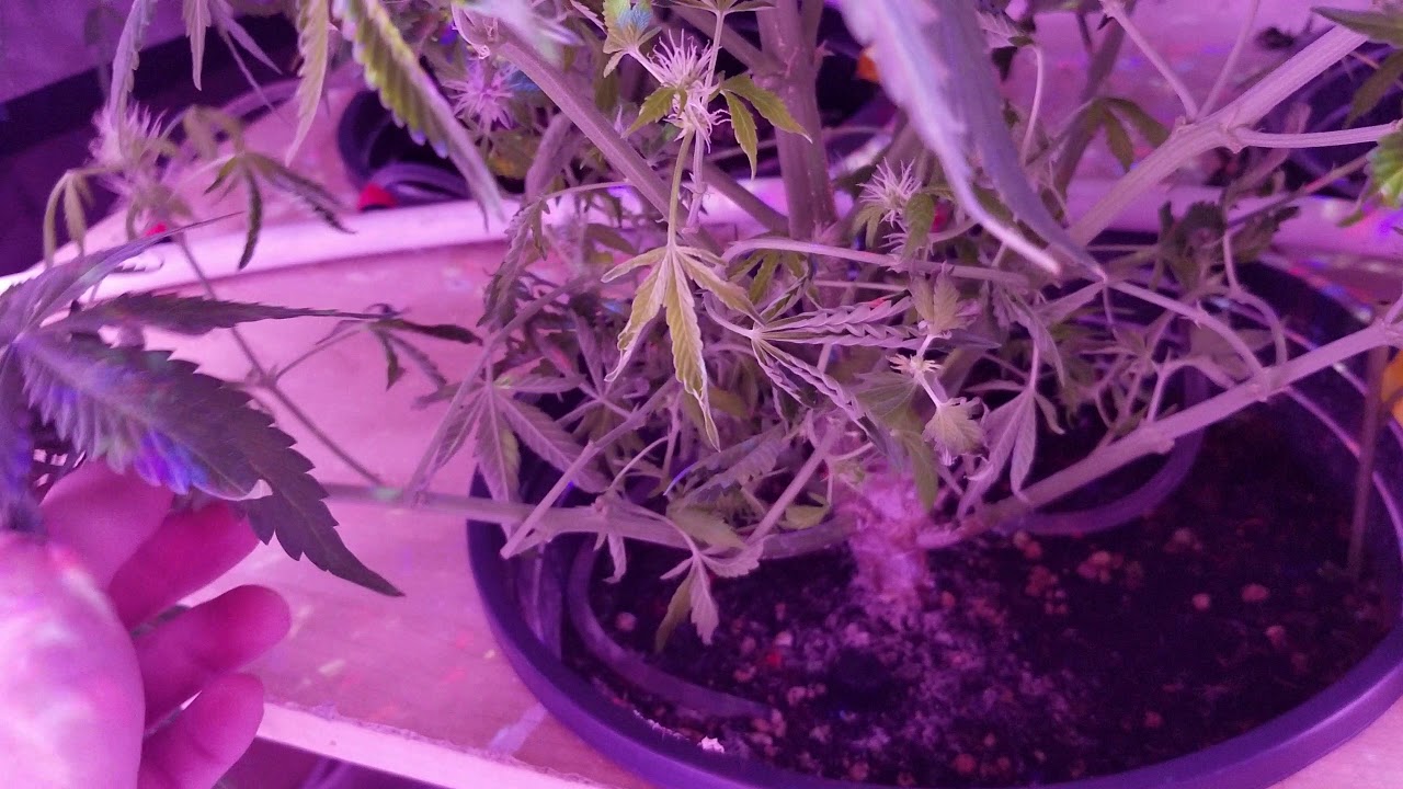 Northern Lights Autoflower Grow (Crop King Seeds)