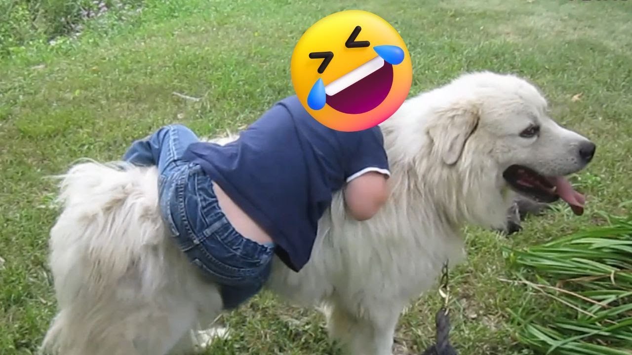 Funny Animals From Petastic, TRY NOT TO LAUGH 😆  || PETASTIC 🐾