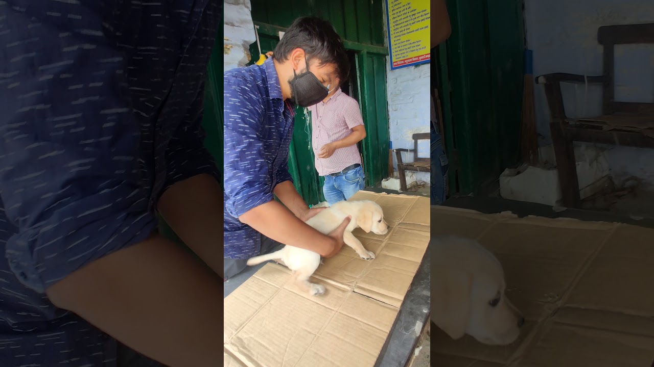 Labrador puppy First vaccination (Say Hi to Bucky) #labradorpuppy #cute #vaccination