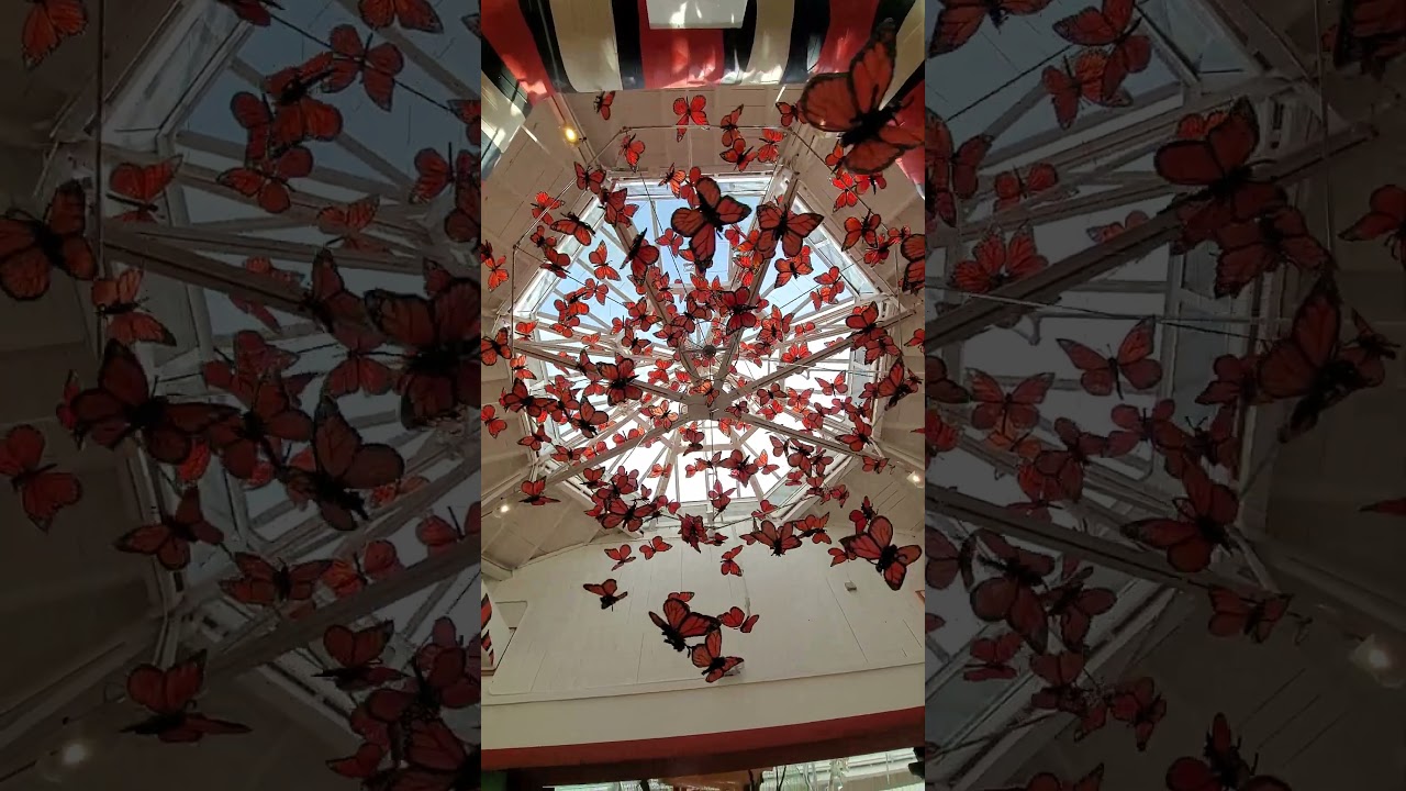 KidSpace Monarchs
