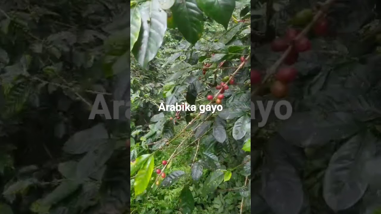 Pertanian kopi arabika gayo