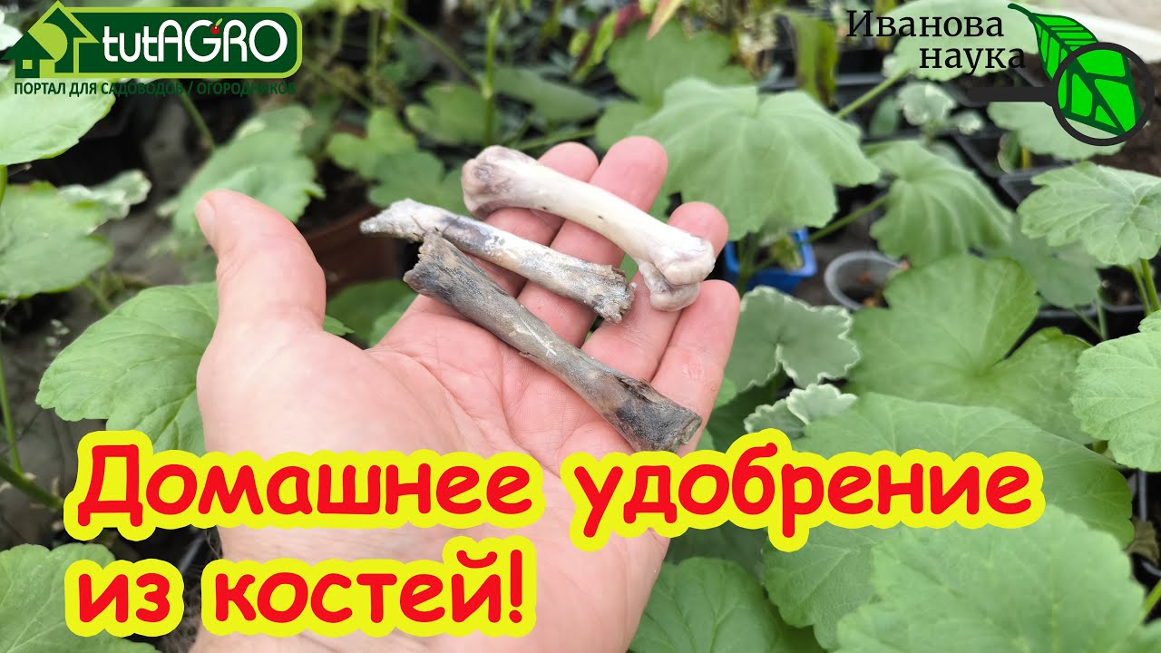Домашнее удобрение из костей: полный цикл приготовления. Чем подкормить рассаду? Натуральное решение