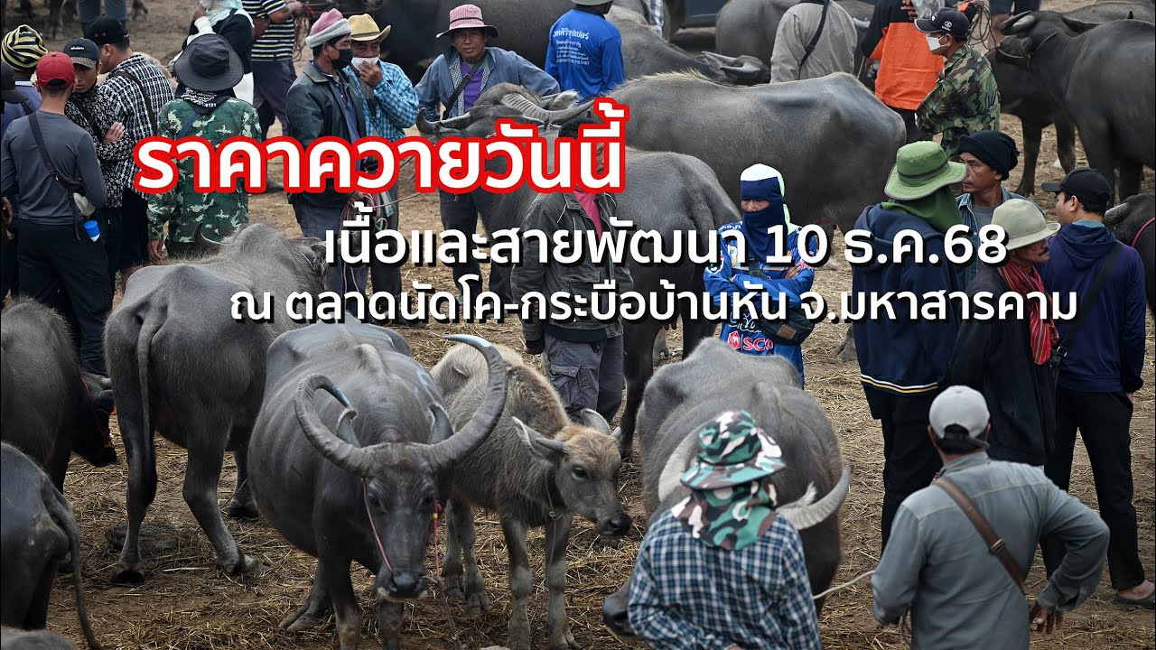 ราคาควาย วันนี้ ✅ ตลาดนัดโค-กระบือ บ้านหัน เมืองมหาสารคาม [10 ธ.ค. 2568]