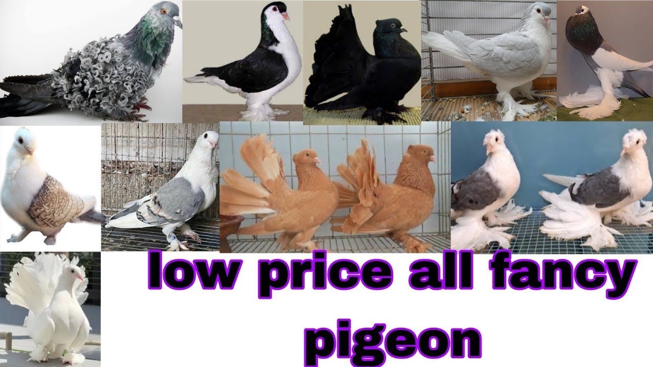 low price all fancy pigeon Fancy and high flying pigeon shop West Bengal in India