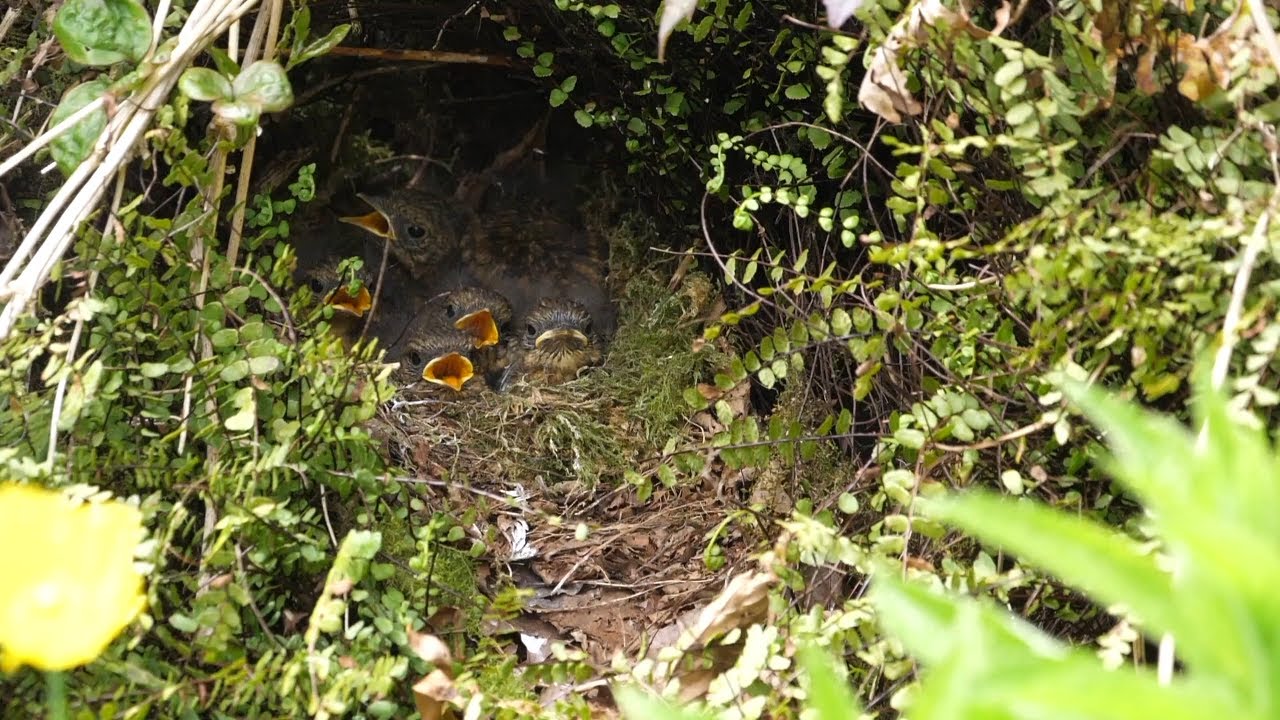 Slow motion clip of a Robin (Erithacus rubecula) flying to nest and feeding chicks, removes faecal s