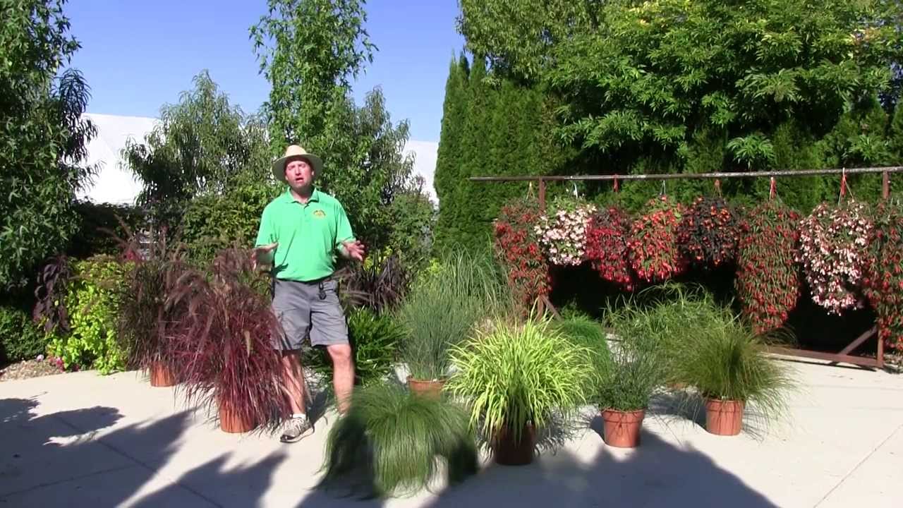 Ornamental Annual Grasses - Part 1
