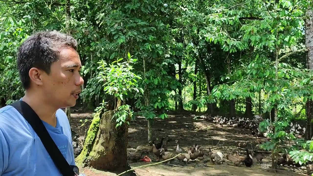 May Itik na Walang Languyan Pwede Pala | Bumisita sa Nakakamangha na Itik Farm | Duck Farming
