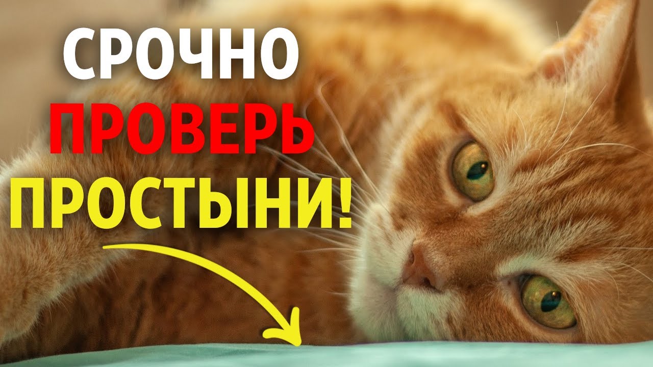 НИКОГДА не пускайте кошку в постель, пока не посмотрите это видео!