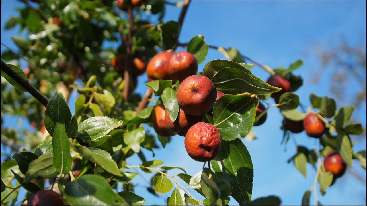 Upoznaj Neobičnu Voćku Iz Kine! | JUJUBE TREE |