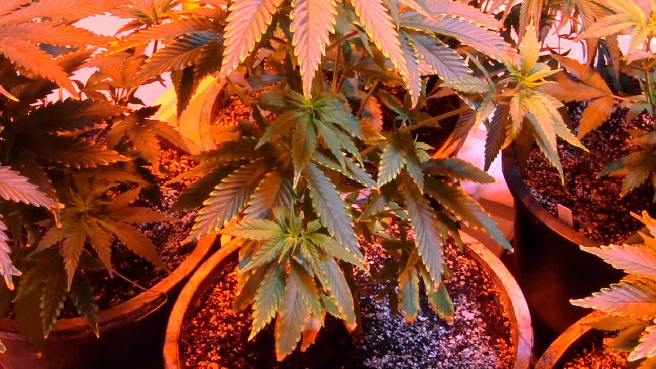 HOW TO F.I.M. YOUR CANNABIS PLANTS FOR MAXIMUM GROWTH!