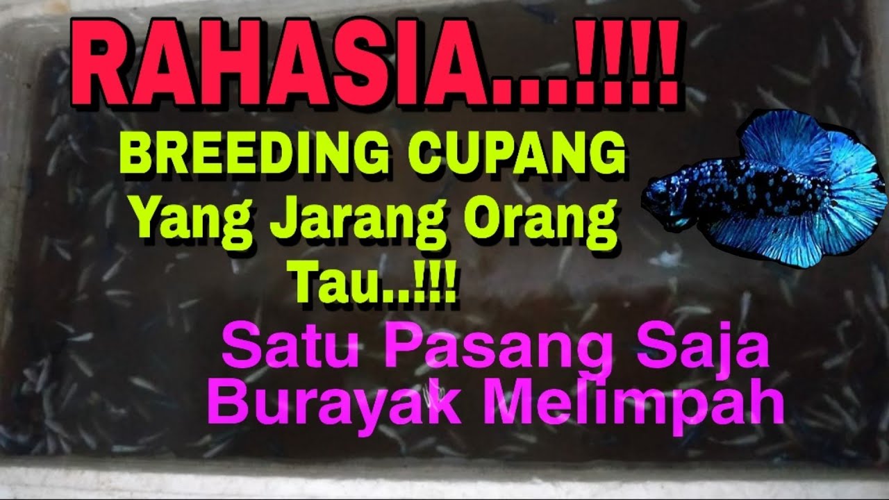 Rahasia Sukses Beternak Cupang Agar Hasil Melimpah Banyak Dijamin..!! Tips Jitu Beternak Ikan Cupang