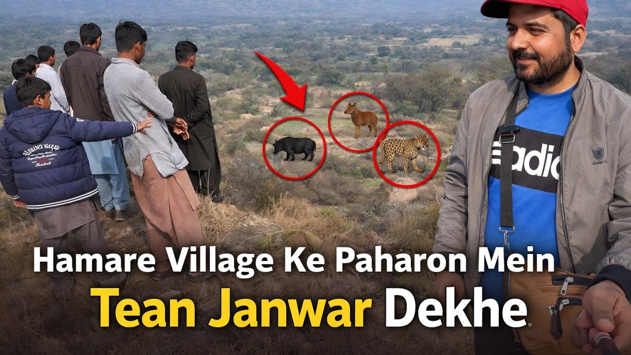 Hamare Village Ke Paharon Mein 3 Janwar Dekhay | Jungle Area Hunting Scene