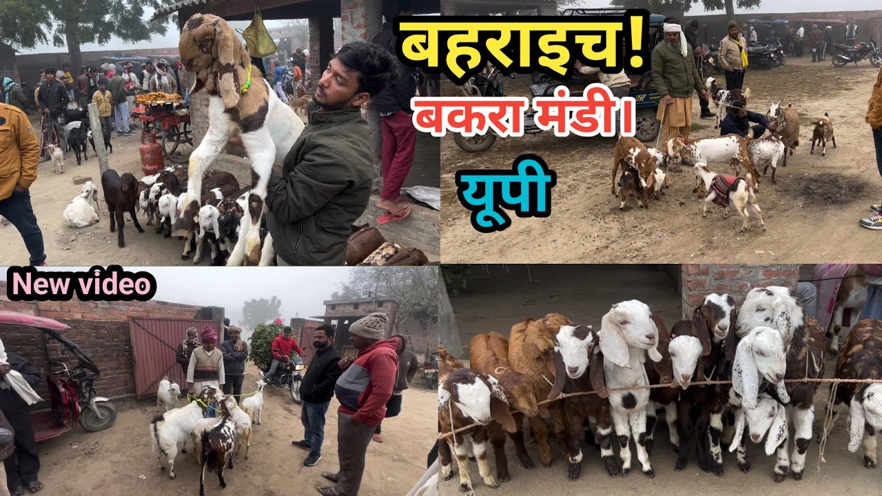 Bahraich ki Bakra Mandi खरीदे सस्ते रेट में बकरी।और बच्चे!बहराइच बकरा मंडी। Up 9/2/2026