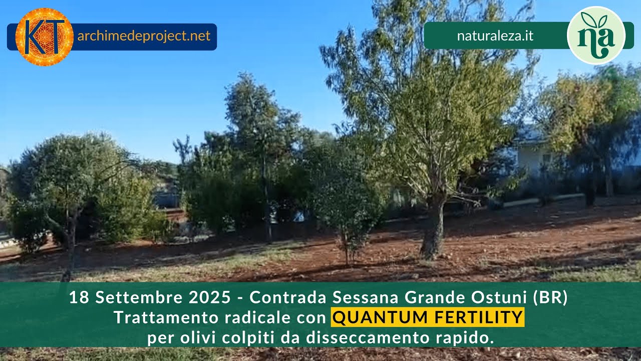 Trattamento radicale con QUANTUM FERTILITY per olivi colpiti da disseccamento rapido.