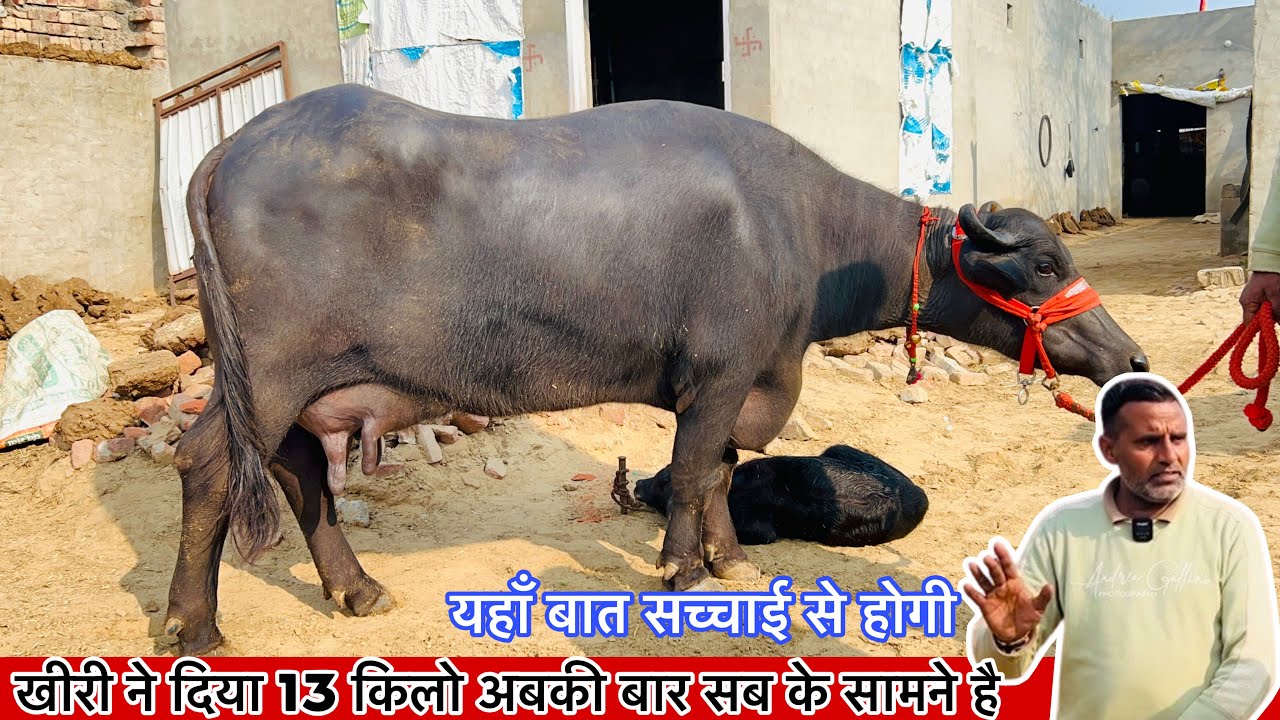 रेट ऐसा करुगा की झोटी वीडियो डालते ही सेल हो जाएगी , मोटी चुवाई वाली ताजा ब्याई झोटी || 89307 84401