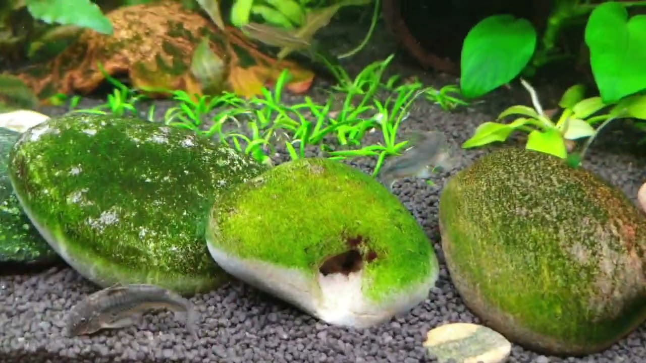 Pasikeitimai 240l akvariume