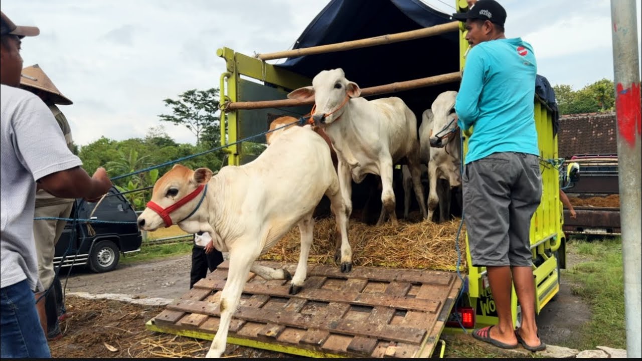 KUMPULAN SAPI UNIK LUCU TURUN DARI TRUK OLENG🔥🔥🔥