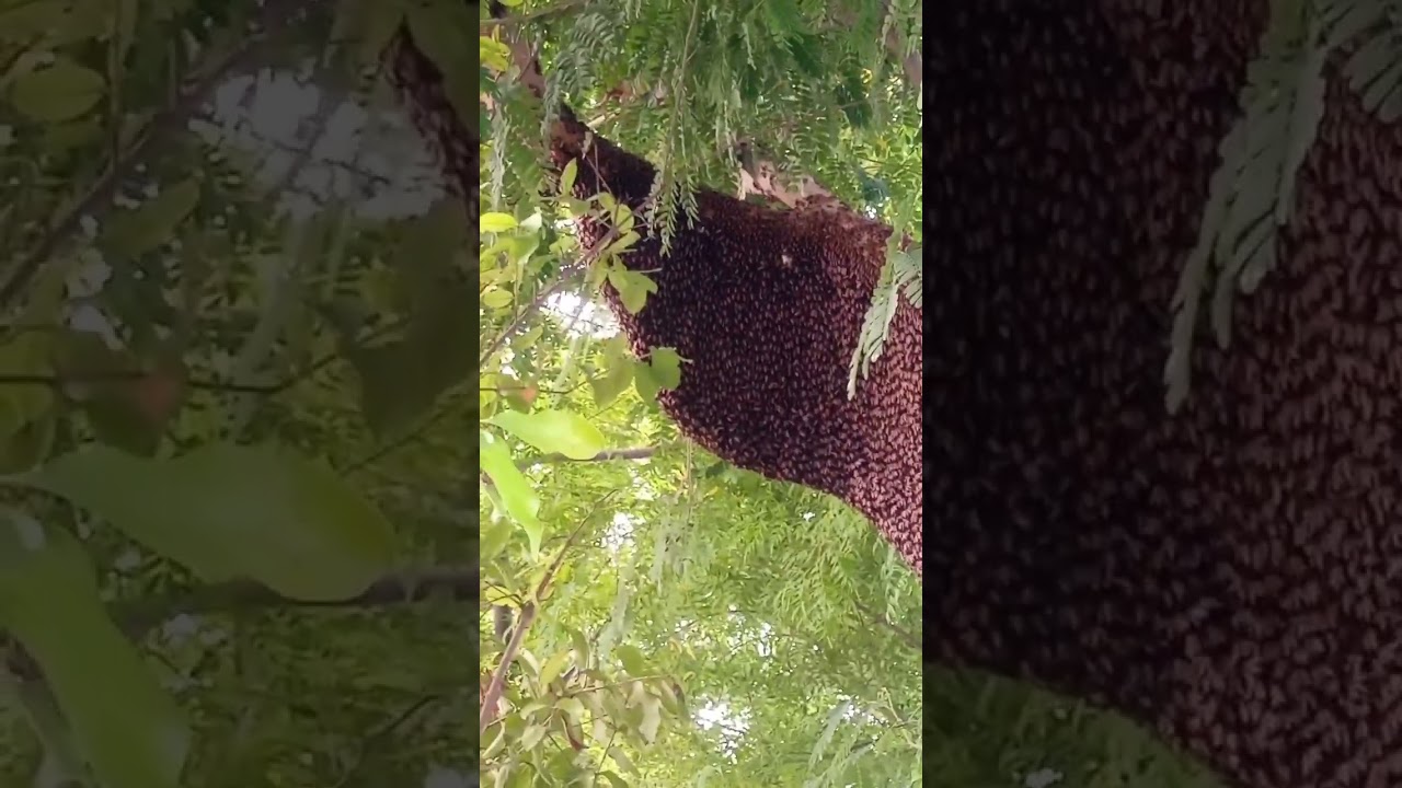 Apis Dorsata amazing hive