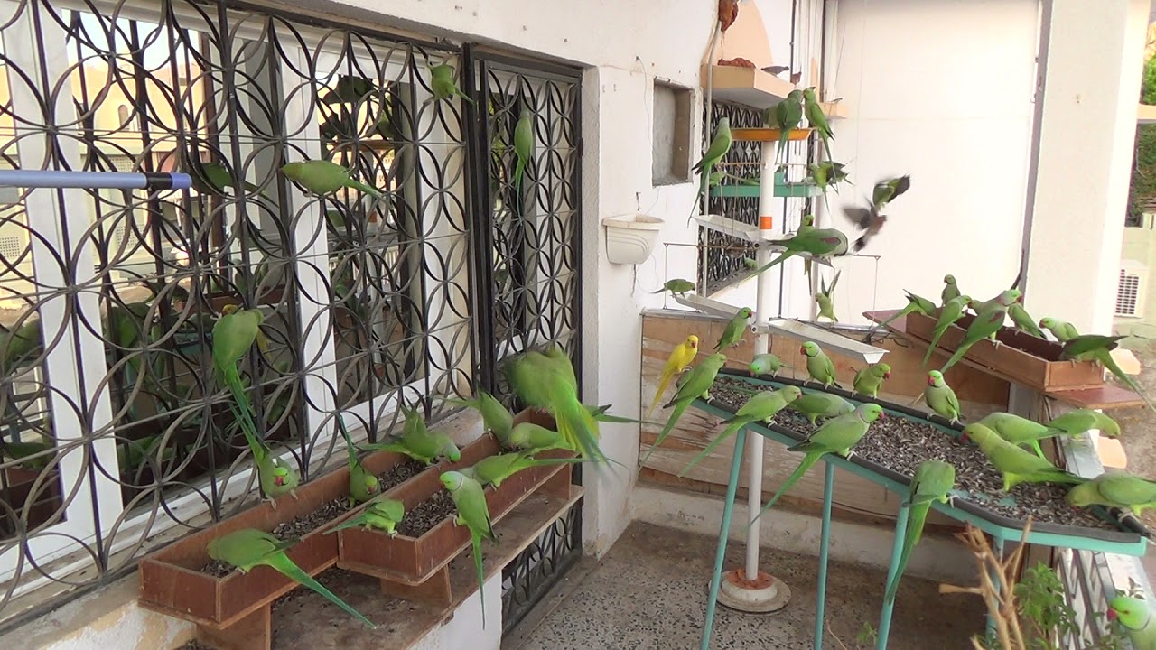 Parrots in Oman