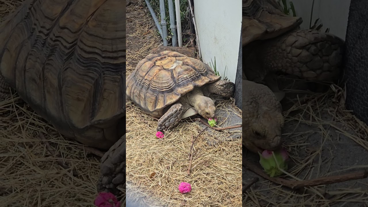 My tortoise, Mister Myrtle eating some confederate, rose hibiscus flowers