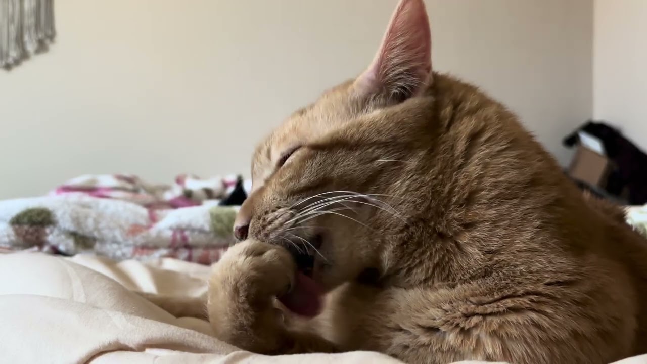 A Relaxing and Calm Cat Video