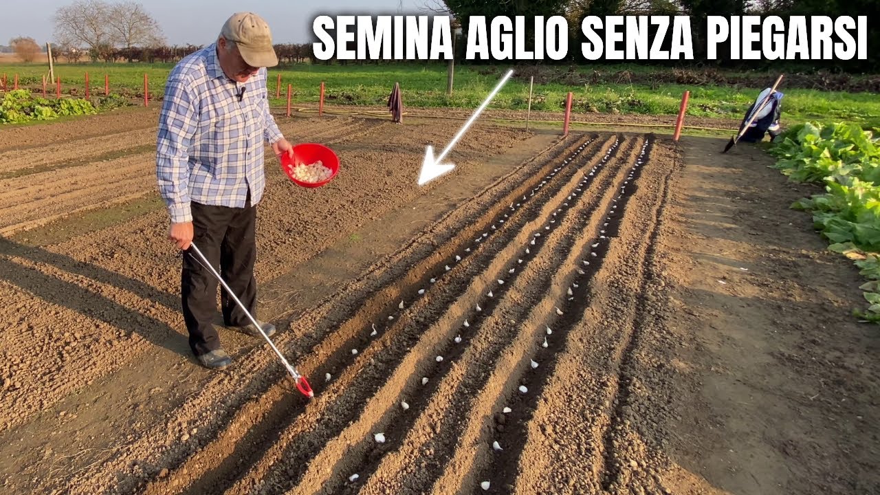 Come Piantare l’AGLIO passo dopo passo usando i Bulbi dell’anno scorso!