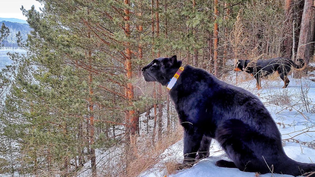 Пантера Луна и команда гуляют на берегу🐾🌲