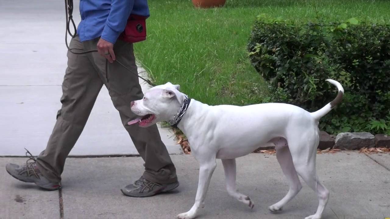 How To Train a Deaf Dog | K9 Connection Dog Training in Buffalo NY