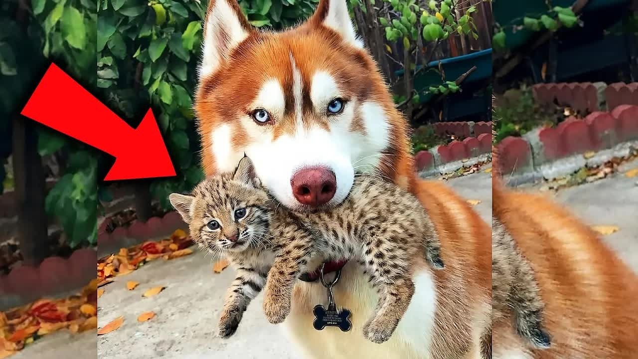 Husky Runs Off Into Woods, But When She Returns, There Is Something In Her Mouth
