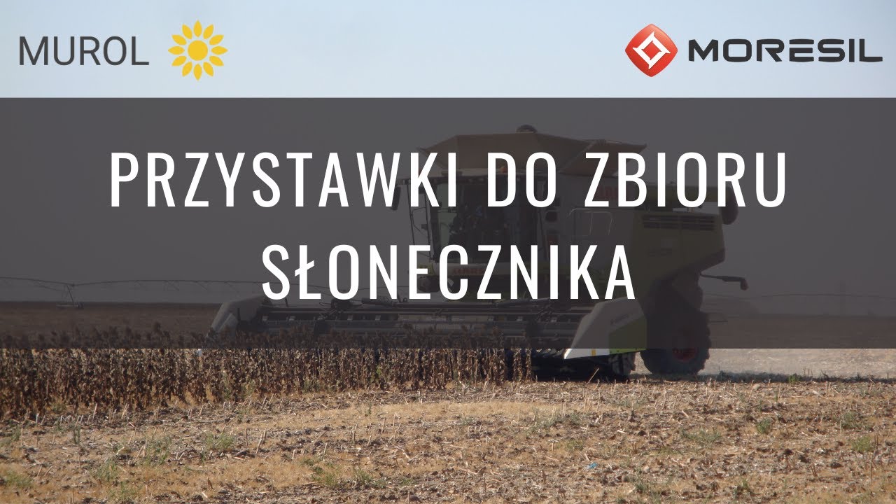 Przystawka do zbioru słonecznika MORESIL GB | 2024 | MUROL