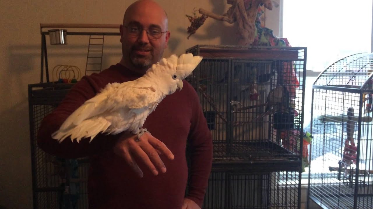 Parrot Rescue