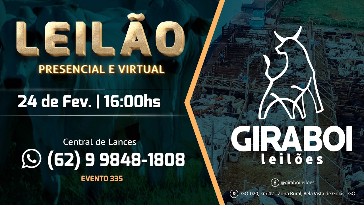 Leilão Gado de Corte - Giraboi Leilões 24/02/2026 Bela Vista de Goiás