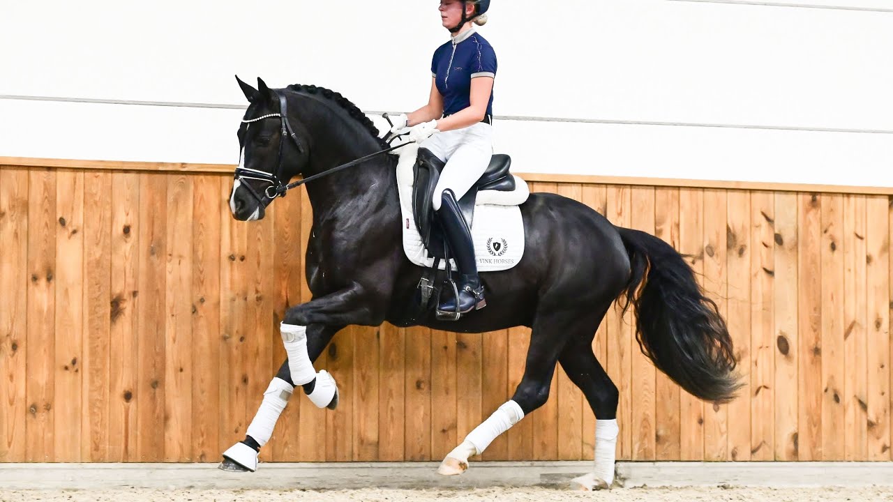 Lincoln van den Hout | EDPS Online Stallion Auction 