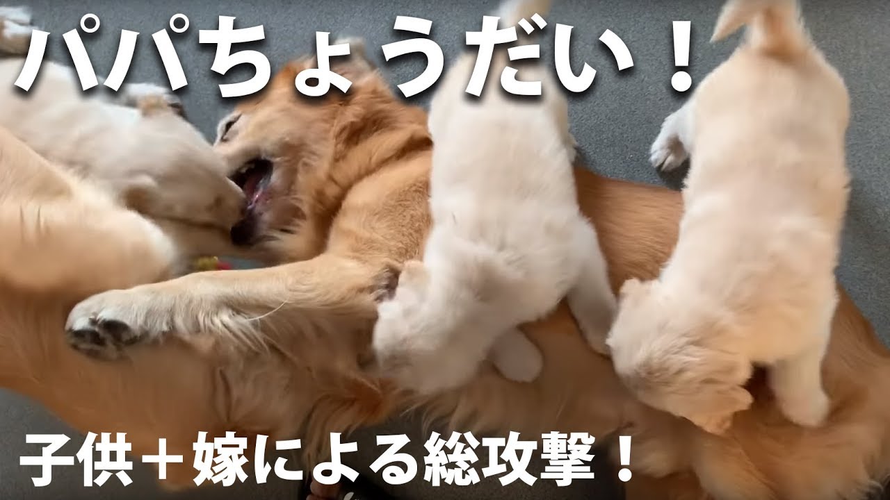 子犬用におもちゃをプレゼントしたら親子のたたかいになりました