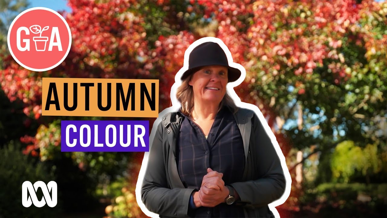 What to Plant for Autumn Colour | Garden Design & Inspiration | Gardening Australia
