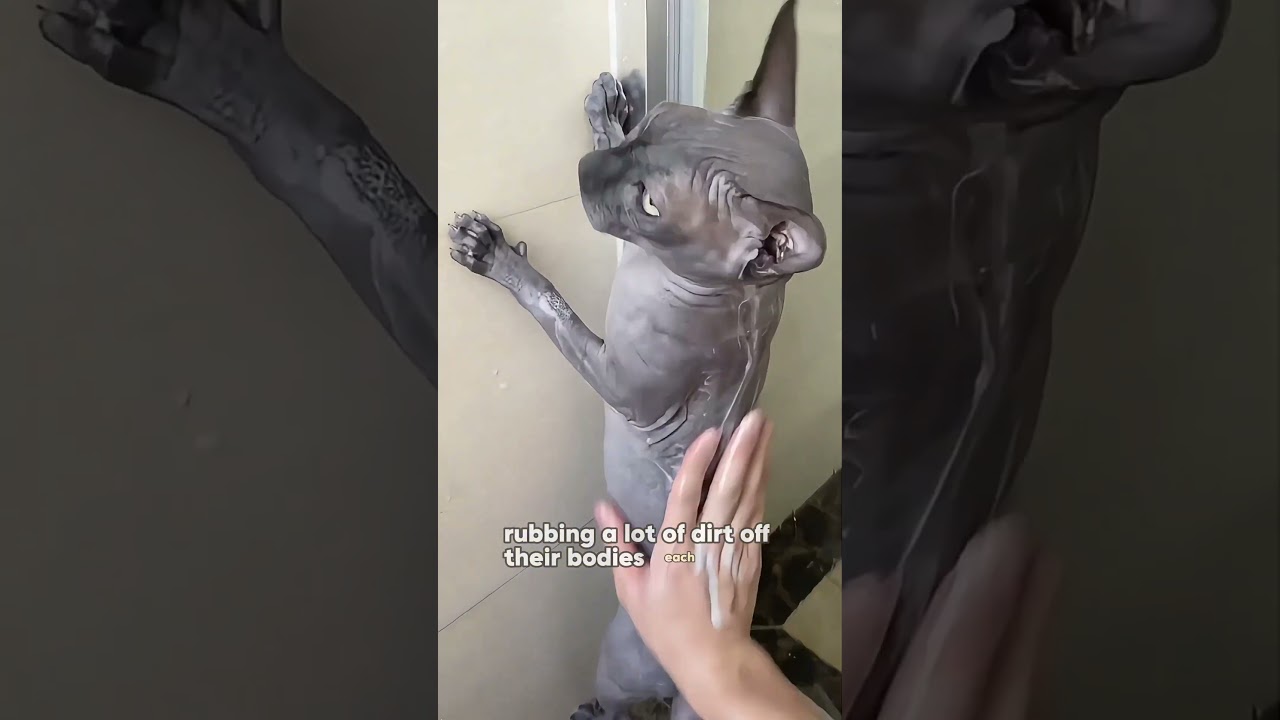 Is it really easy to raise a hairless cat #animals #love #cat #pets