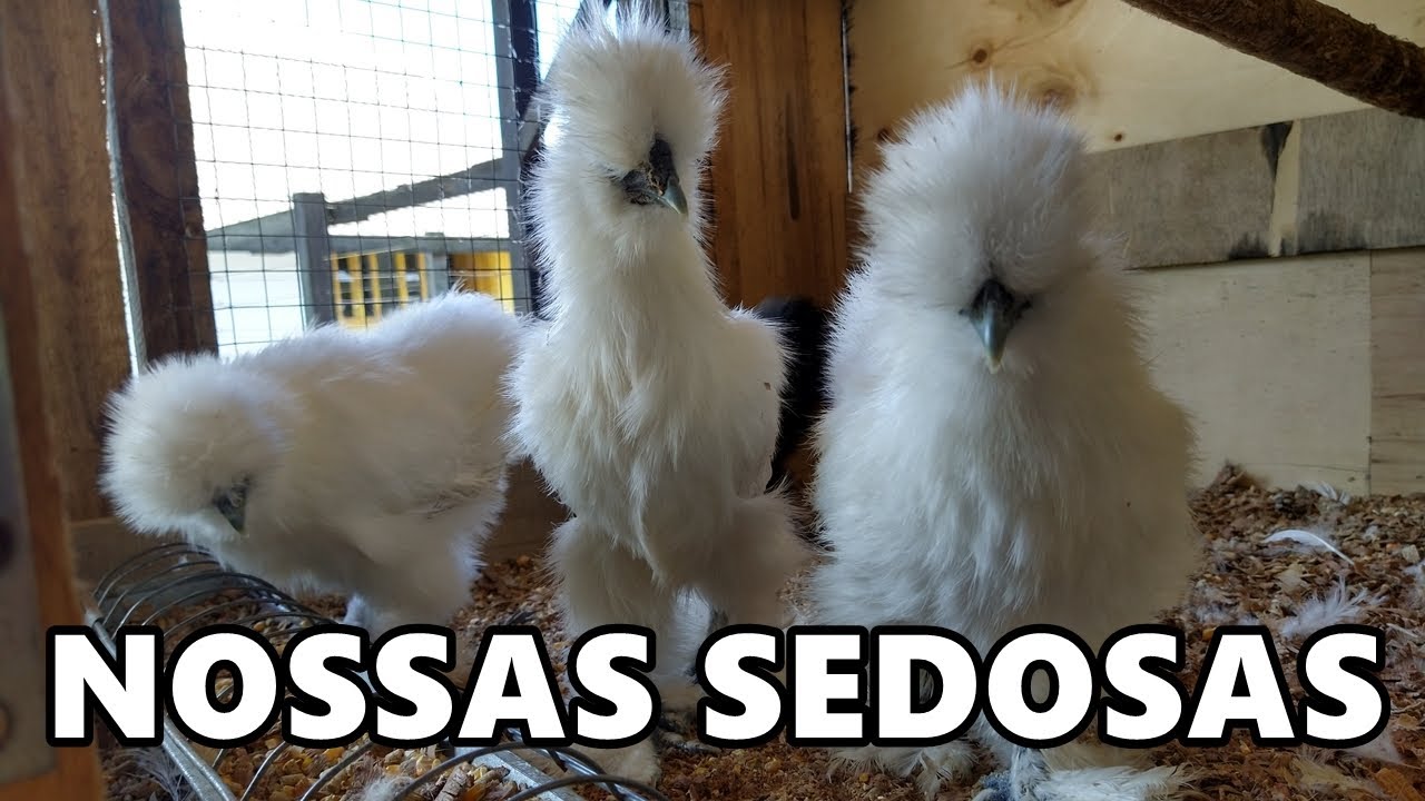 Nossas raças: criação de galinhas sedosas | Coração Campeiro