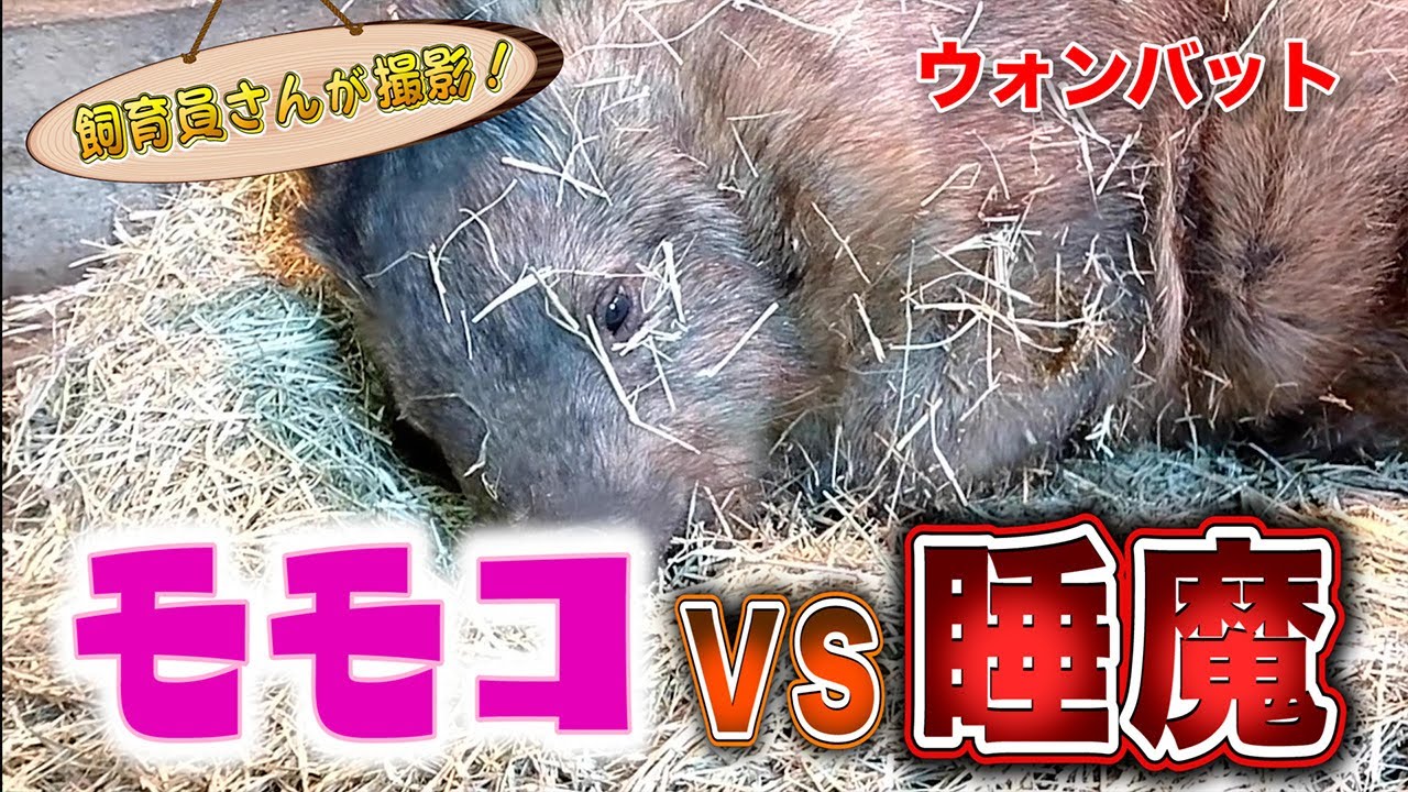 睡魔と戦うウォンバットがカワイすぎた！
