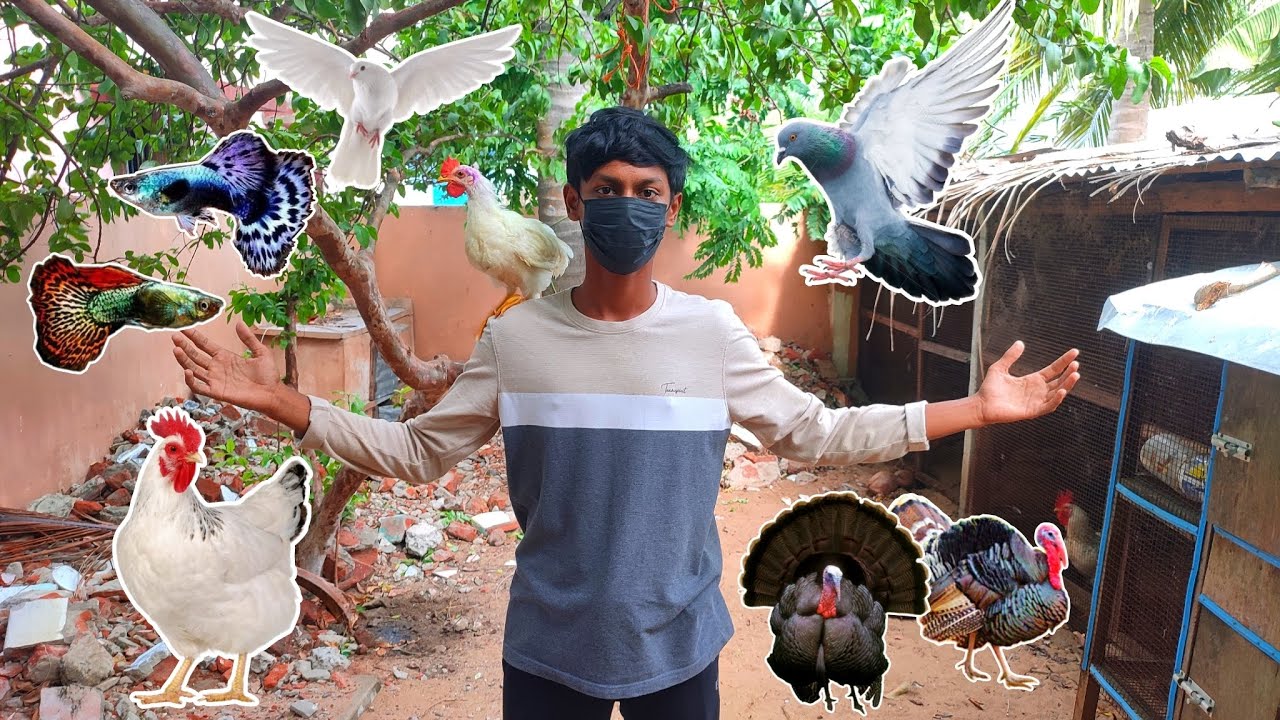 ALL OF MY PETS  in one video 😍 ||தமிழில்||PETS PARADISE