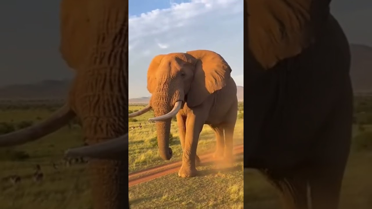 Have You EVER Seen an Elephant This Big! 😱🐘