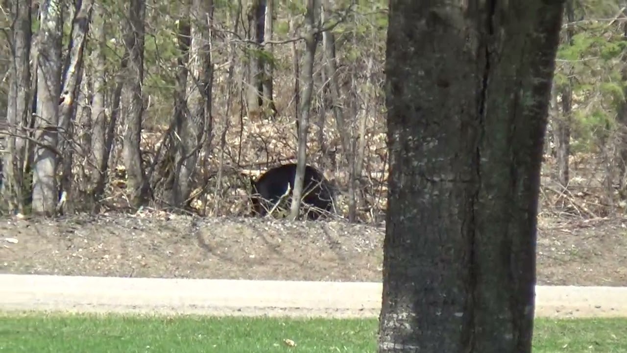 Bears are back