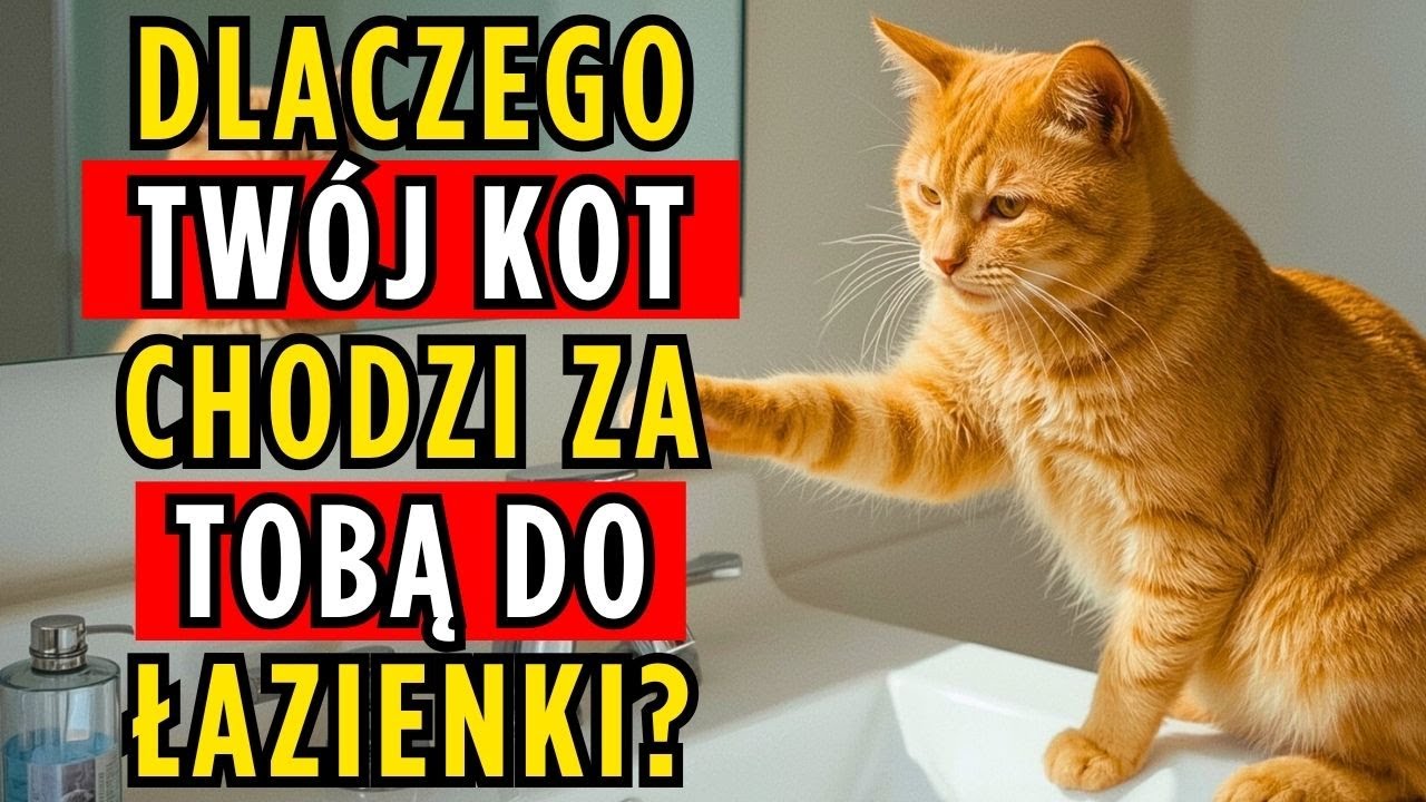 Dlaczego Twój Kot Chodzi za Tobą do Łazienki? Zaskakująca Prawda Ujawniona!