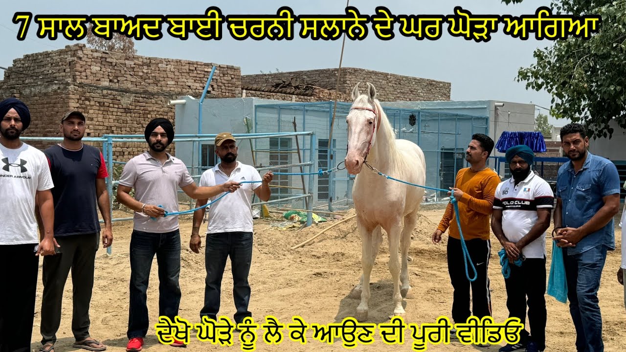7 ਸਾਲ ਬਾਅਦ ਬਾਈ ਚਰਨੀ ਸਲਾਨੇ ਦੇ ਘਰ ਘੋੜਾ ਆਗਿਆ ਦੇਖੋ ਘੋੜੇ ਨੂੰ ਲੈ ਕੇ ਆਉਣ ਦੀ ਪੂਰੀ ਵੀਡਿਓ #beanttulewal