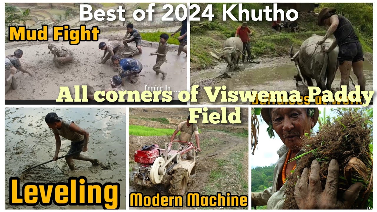 With this 2024 Viswema Khutho comes to an End| Rice Plantation| Terrace Cultivation