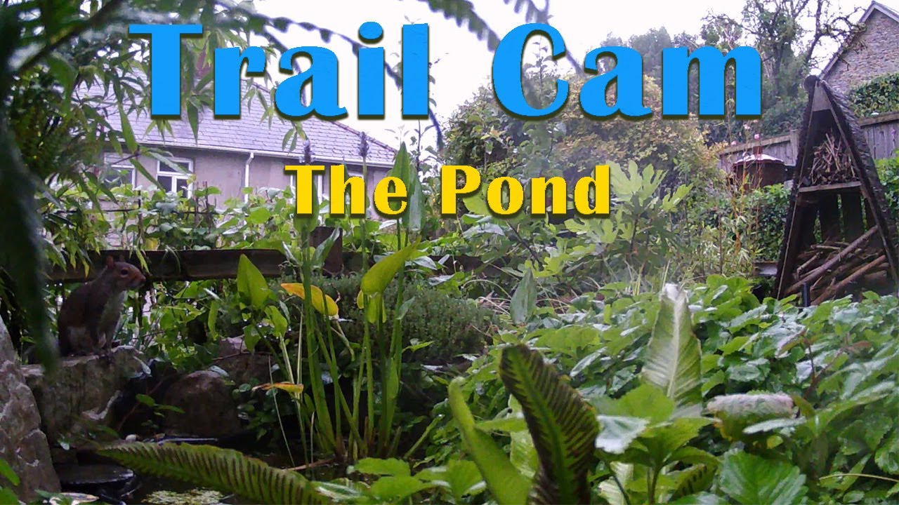 A day at the Garden Pond 