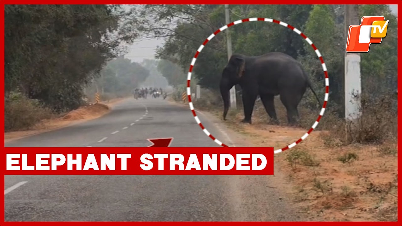 Female Elephant Stranded In Odisha, Traffic Disrupted For Hours