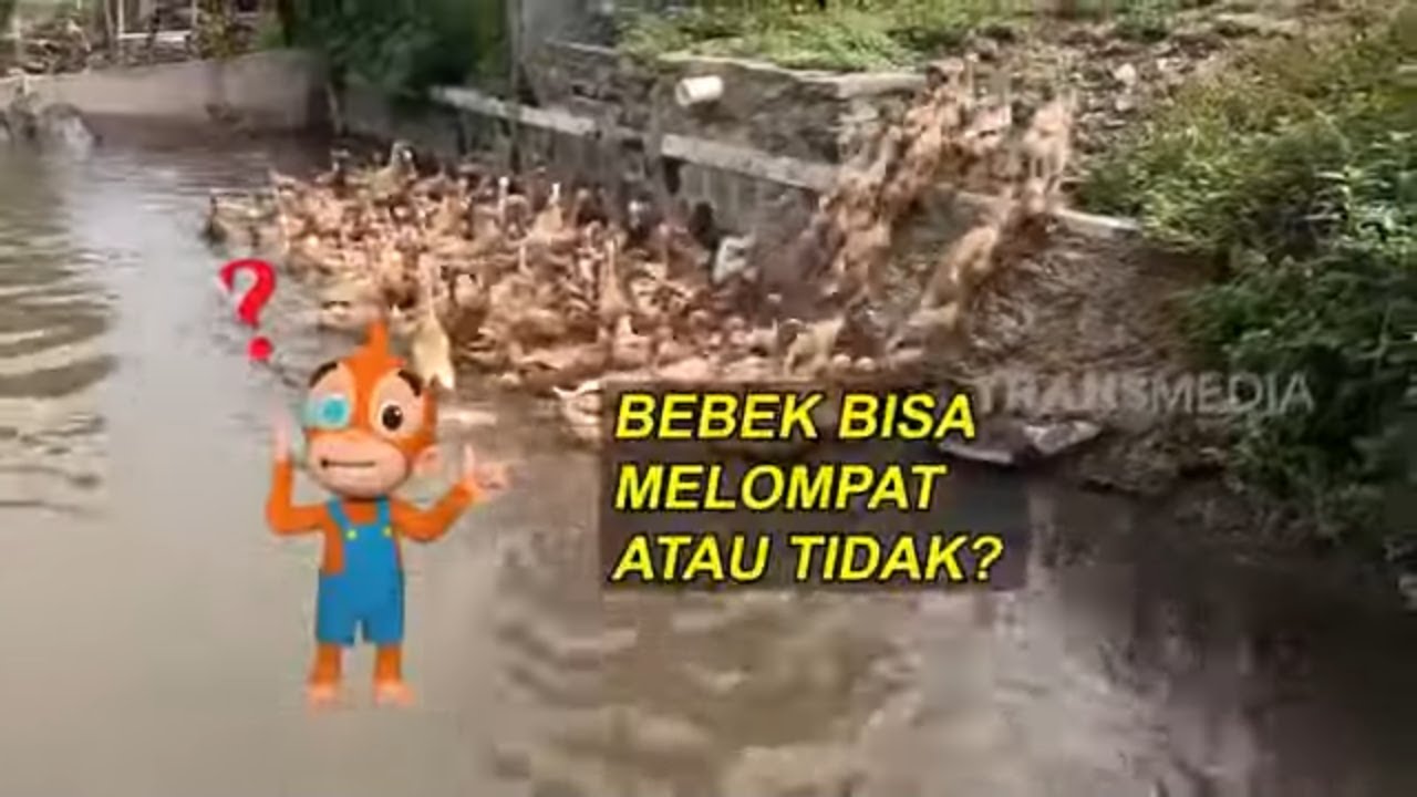Apakah Bebek Bisa Melompat? | SI OTAN (22/11/21)