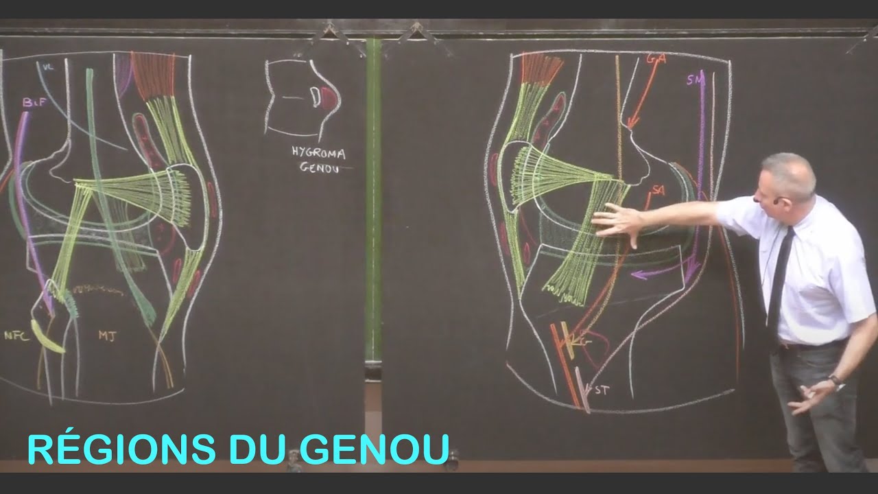 Anatomie de la fosse poplitée et des régions du genou (Membre inférieur 6)