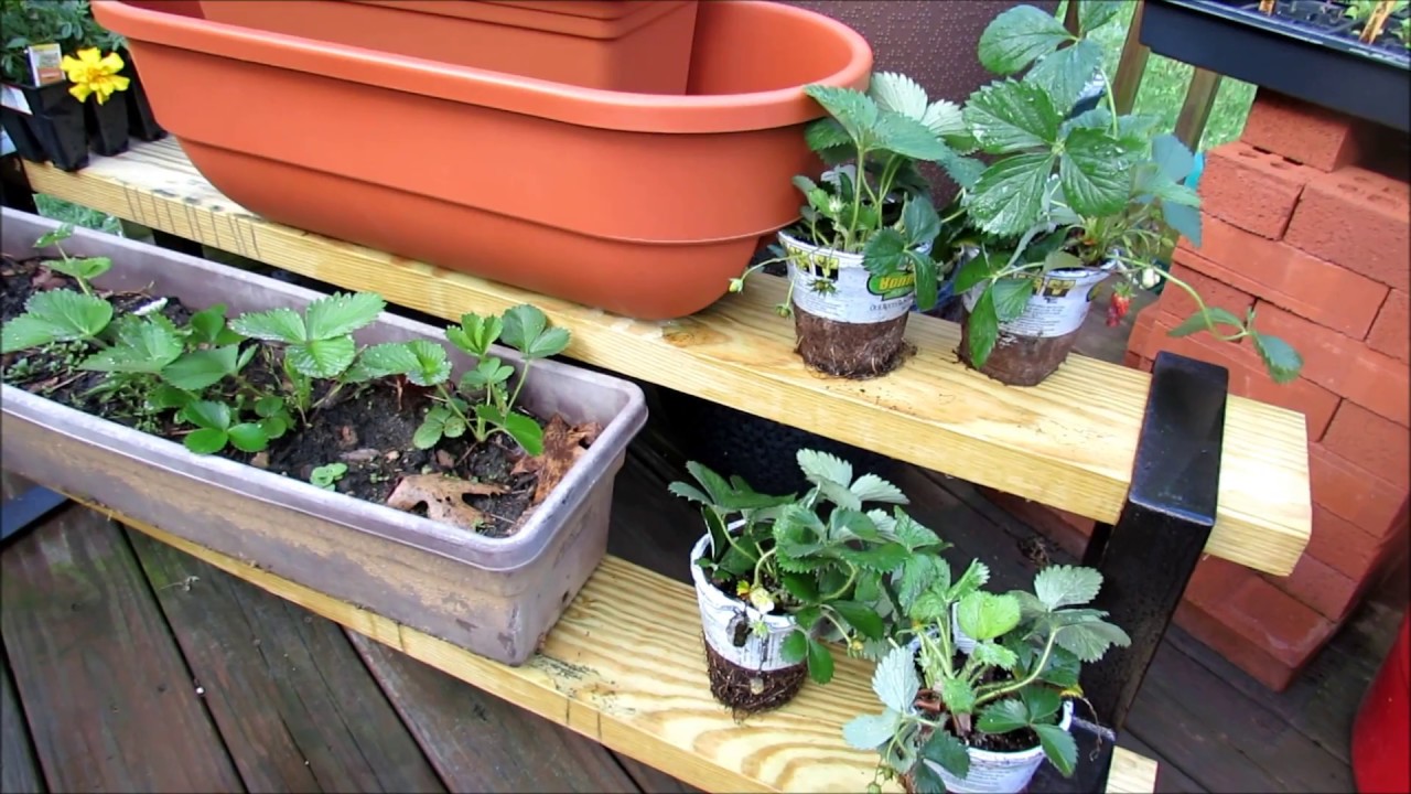 Planting Strawberries in Containers: Transplants, Bare Crowns/Roots,  Fertilizing, Baking Soda Spray